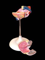 Модель сердца (лабораторная) - fgospostavki.ru - Полевской