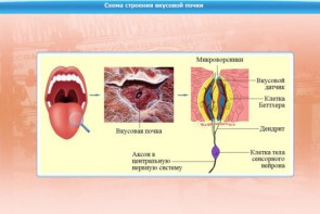 Интерактивные курсы. Биология 10 класс. Базовый. - fgospostavki.ru - Полевской