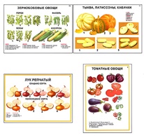Плакаты ПРОФТЕХ "Ассортимент овощных культур" (12 пл, винил, 70х100) - fgospostavki.ru - Полевской