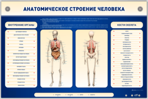 Электрифицированный стенд-тренажер c макетом скелета "Анатомическое строение человека" - fgospostavki.ru - Полевской