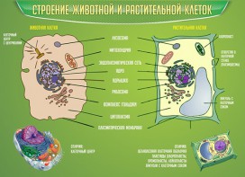 Стенд "Строение животной и растительной клеток" - fgospostavki.ru - Полевской