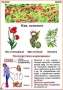 Комплект кодотранспарантов "Ядовитые растения" - fgospostavki.ru - Полевской
